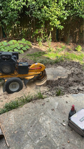 Photo de galerie - Elagage et coupe d'arbres