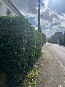 Photo de galerie - Rabattage d’une haie de lierre dépassant sur le trottoir 