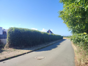 Photo de galerie - <APRÈS>Taille de haie 