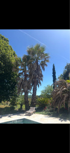 Photo de galerie - élagage 