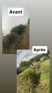 Photo de galerie - Réalisation d’une taille de haie.