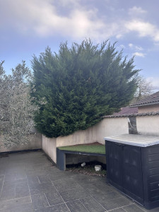 Photo de galerie - Taille de haies et d'arbustes