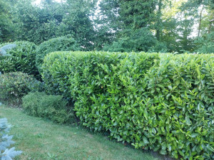 Photo de galerie - Taille de haies et d'arbustes