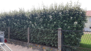 Photo de galerie - Avant la taille de haie de chalef