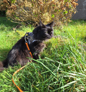 Photo de galerie - Voici une promenades ??
je garde chiens ,chat,poules ,etc..