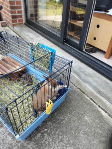 Photo de galerie - Cacahuète 