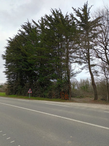 Photo de galerie - Abattage de Sapin,avec évacuation,et. création d'une haie de bambou 