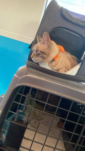 Photo de galerie - Bonjour un amour des animaux s'il faut les garder les transporter ou les promener ..je suis là pour vous 