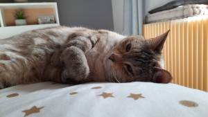 Photo de galerie - Ma chatte Pierogi qui vit chez mes parents ?