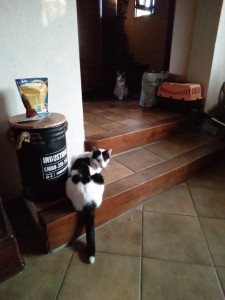 Photo de galerie - Garde chat