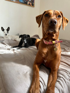 Photo de galerie - Expérience en promenades et garde de chiens