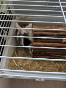 Photo de galerie - Petit lapin 
