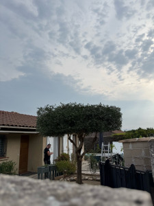 Photo de galerie - Taille d’un Olivier en Formation Plateau 