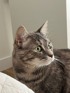 Photo de galerie - Garde chat