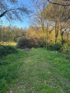 Photo de galerie - Elagage et coupe d'arbres