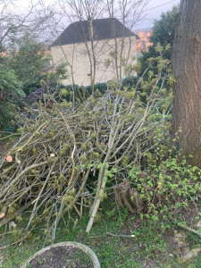 Photo de galerie - élagage 