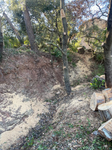 Photo de galerie - Elagage et coupe d'arbres