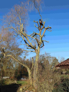 Photo de galerie - Réalisation d’un élagage d’un arbre 
