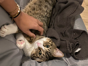 Photo de galerie - Simba séance câlin