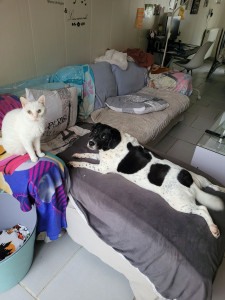 Photo de galerie - Voici neige qui adore se mettre a plat ventre et Mario 