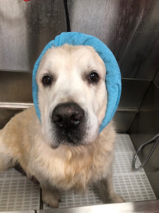 Photo de galerie - Toilettage de plusieurs chiens ( brossage, bain, séchage )