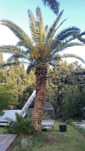 Photo de galerie - Grattage du tronc et taillage des palmes 