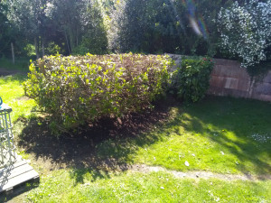 Photo de galerie - Une haie bien rabattu !