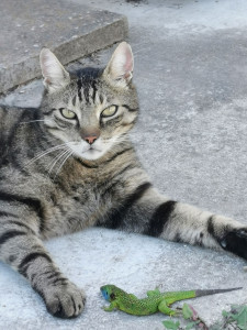 Photo de galerie - J'adore les animaux, partez en toute sérénité, je passe m'occuper des loulous. nos amis a poils sont des bulles de bonheur 