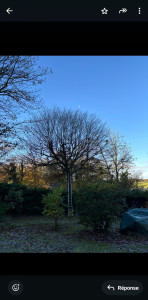 Photo de galerie - Elagage et coupe d'arbres