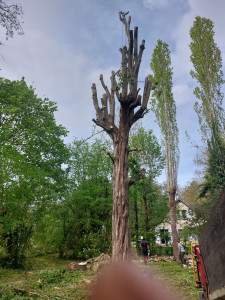 Photo de galerie - élagage 