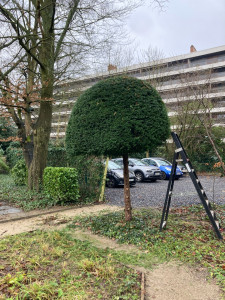 Photo de galerie - Taille de haies et d'arbustes