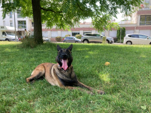 Photo de galerie - Garde chien