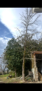 Photo de galerie - Abattage liquidambar