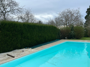 Photo de galerie - Avant la taille de thuyas 
