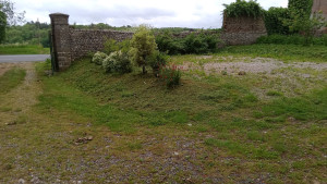 Photo de galerie - Tonte de pelouse - Débroussaillage