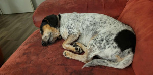 Photo de galerie - Ruby 5 ans chienne jack russell / teckel
