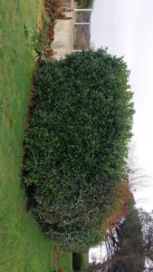 Photo de galerie - Taille de haies et d'arbustes