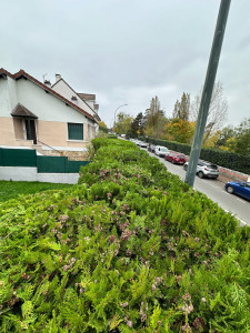 Photo de galerie - Étêtage de la haie