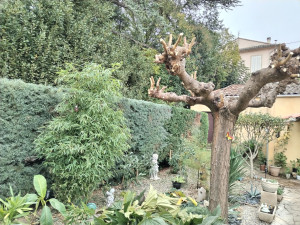 Photo de galerie - Taille de haie et de mûrier platane 