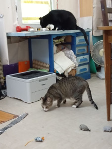 Photo de galerie - Cookie et Nova ( chat noir). Cookie craintive s est laissée caresser au bout de deux semaines, avec patience un miracle 