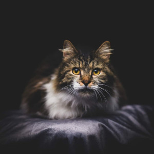 Photo de galerie - Photographies d'animaux. Noucky , chat européen à poils longs