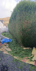 Photo de galerie - Taille de haies et d'arbustes