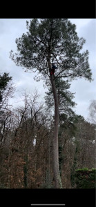 Photo de galerie - Entretien, parc et jardin travaux effectués avec harnais de sécurité