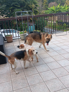 Photo de galerie - La colonie des toutous