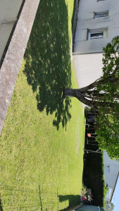 Photo de galerie - Tonte