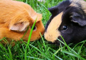 Photo de galerie - Je garde vos NAC en cas d’absence ou autre 