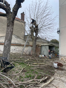 Photo de galerie - Elagage et coupe d'arbres