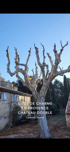 Photo de galerie - Taille de haies et d'arbustes