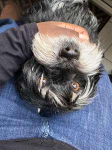 Photo de galerie - Garde chien