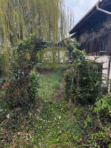 Photo de galerie - Le client voulait que je désépaississe la harche car on ne pouvait plus passer mais elle voulait quand même qui reste un peu de feuillage.